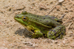 Rana ridibunda